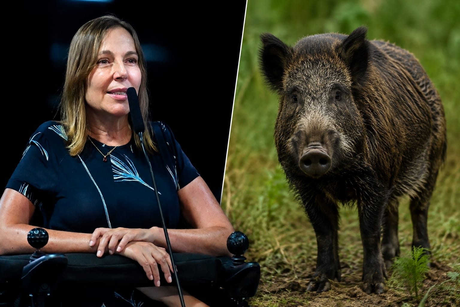 Javaporco: projeto de Mara Gabrilli estabelece regras nacionais para controle e manejo da espécie